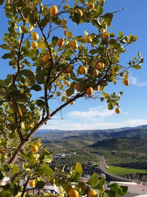Mirador Del Olivar Олвера Екстериор снимка