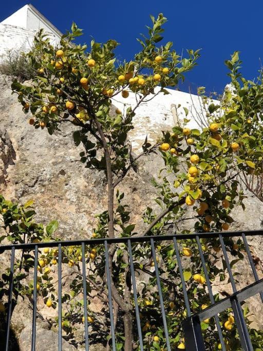 Mirador Del Olivar Олвера Екстериор снимка